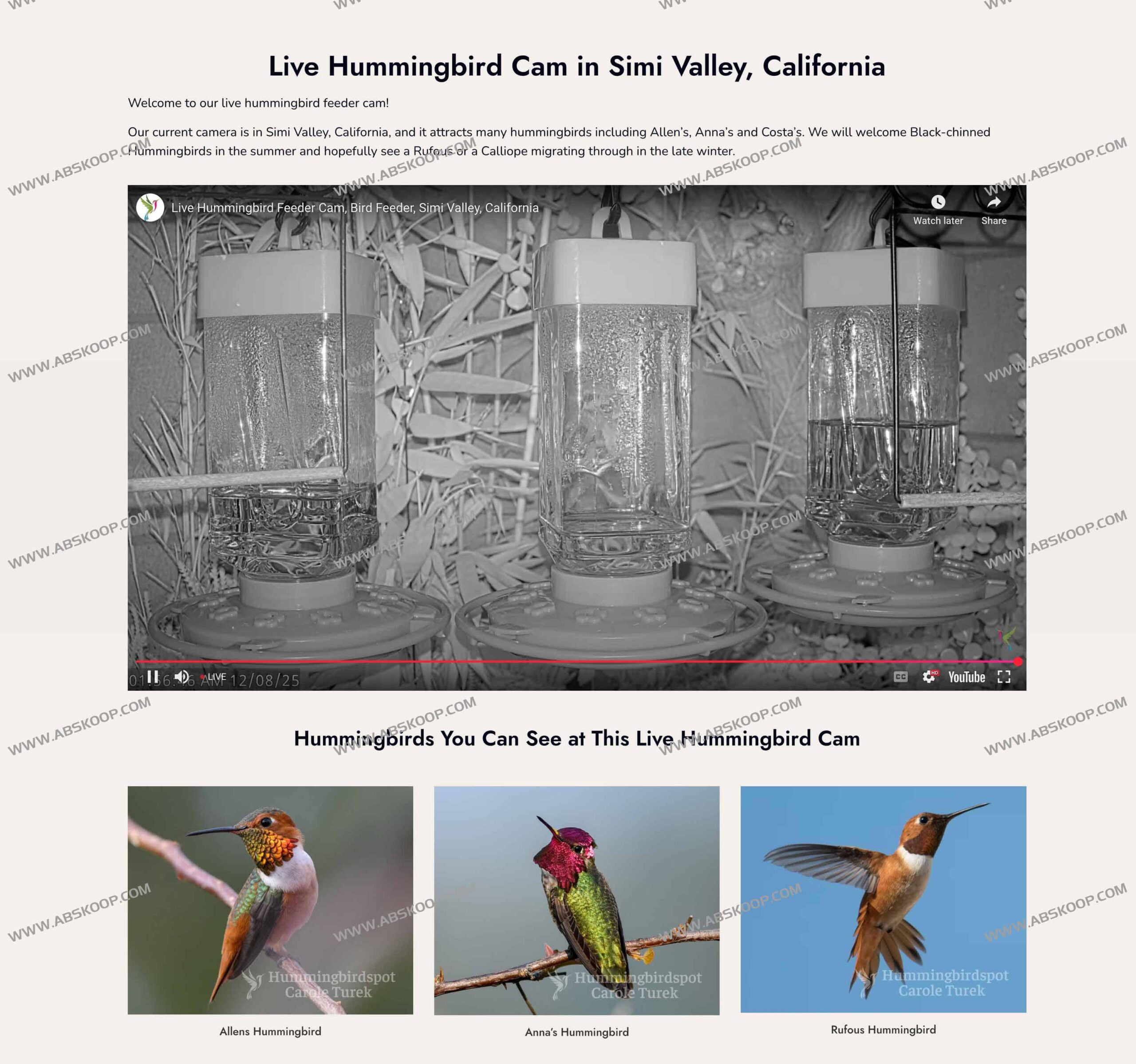 Hummingbirdspot：通过全天候直播与全球摄影社区，构建一个实时记录蜂鸟生态的数字化图鉴