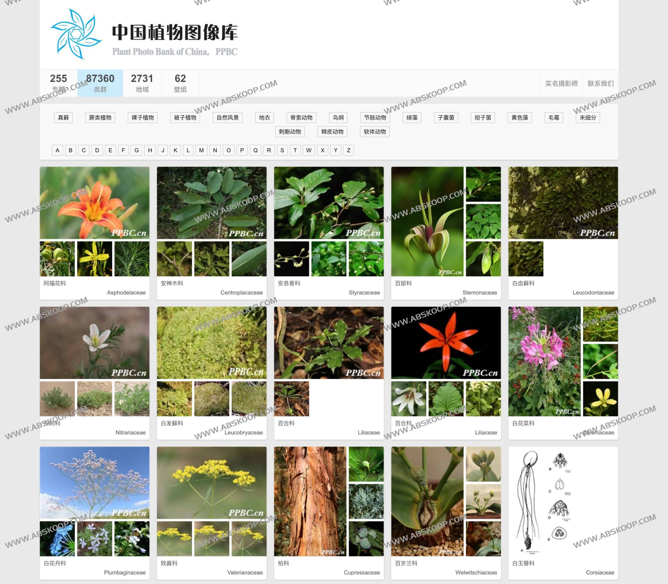如何利用 PPBC 中国植物图像库检索植物分类图片：操作指南