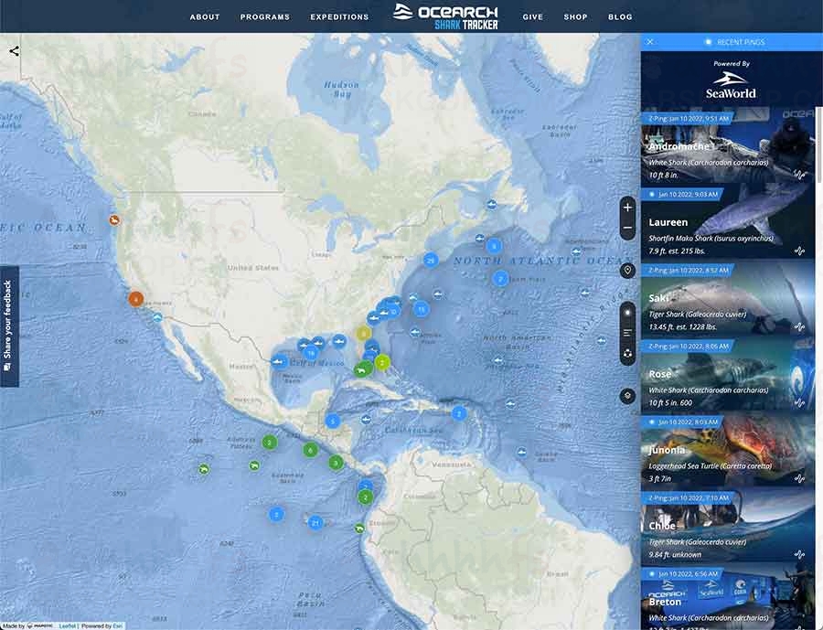实时监测全球鲨鱼迁徙：OCEARCH 追踪系统技术解析与应用